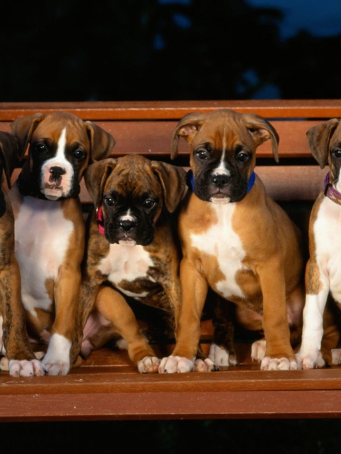 Обои Boxer Dog Puppies 480x640