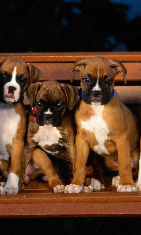 Fondo de pantalla Boxer Dog Puppies 480x800