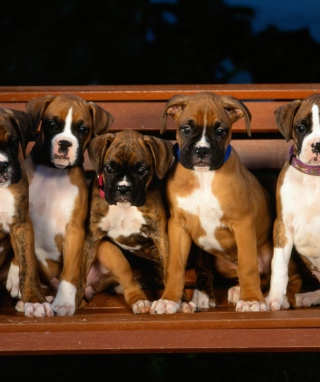 Kostenloses Boxer Dog Puppies Wallpaper für LG SU950