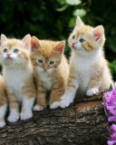 Sfondi Curious Kittens 128x160