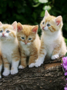 Fondo de pantalla Curious Kittens 132x176