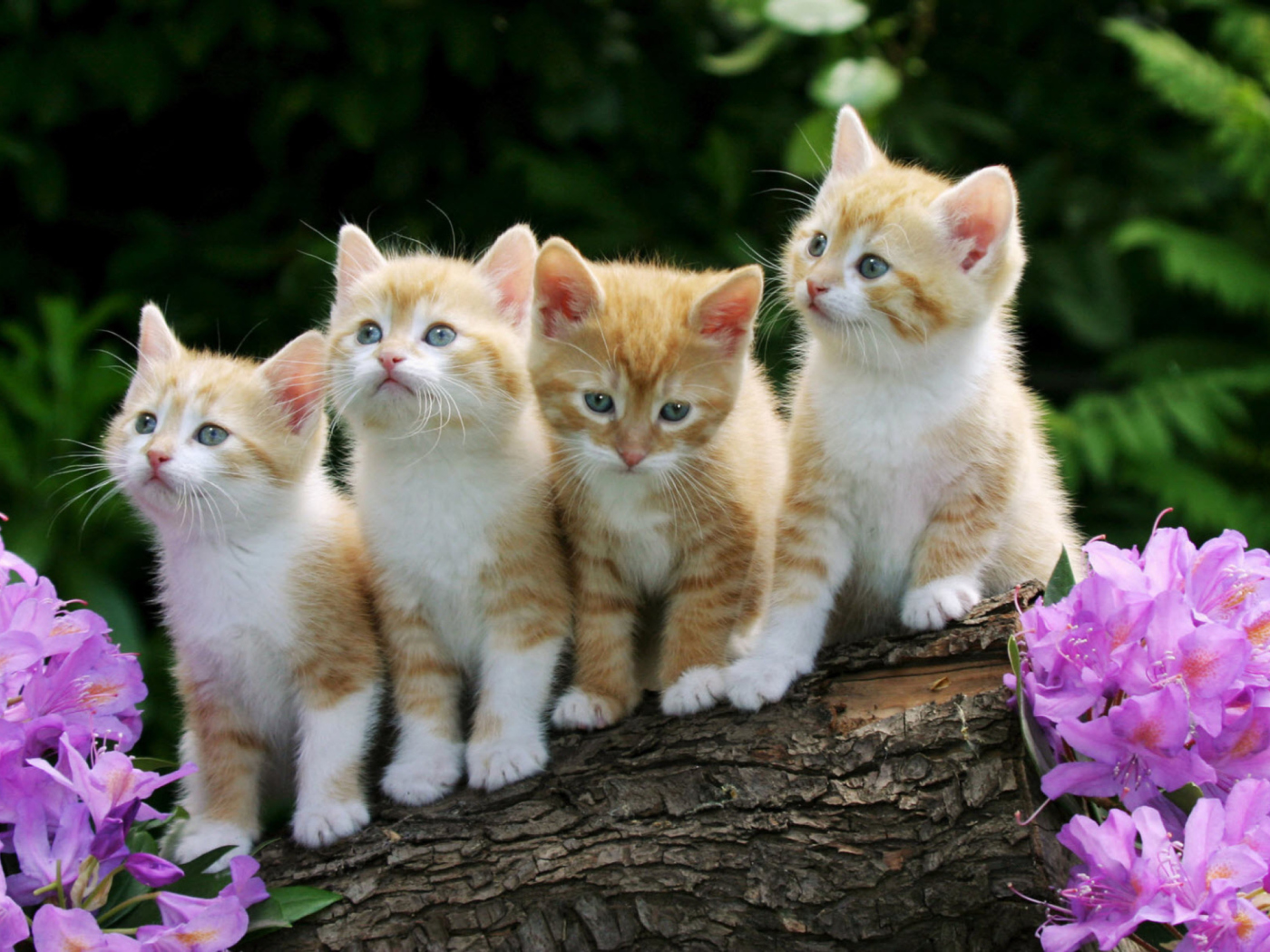 Sfondi Curious Kittens 1400x1050