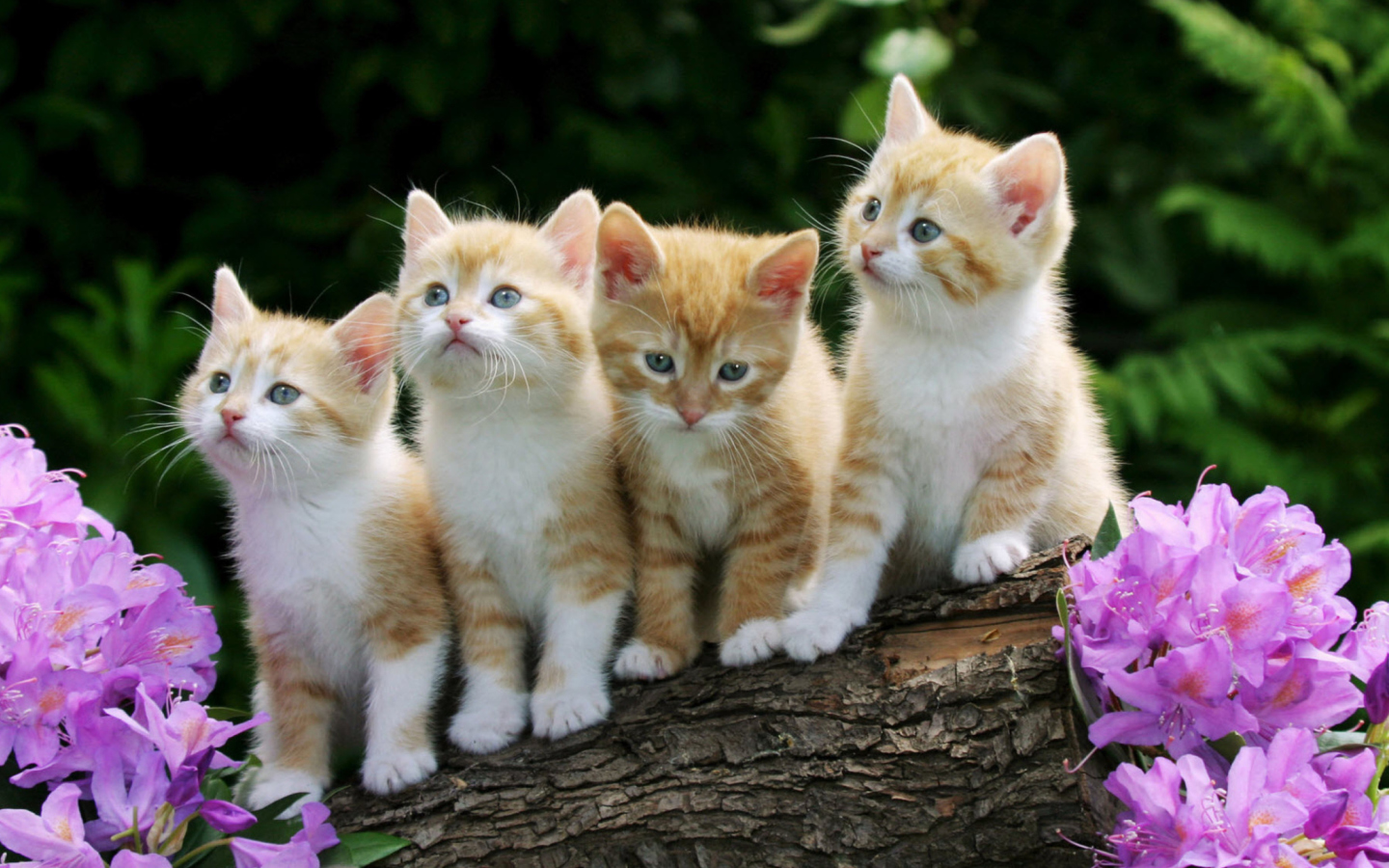 Sfondi Curious Kittens 1440x900