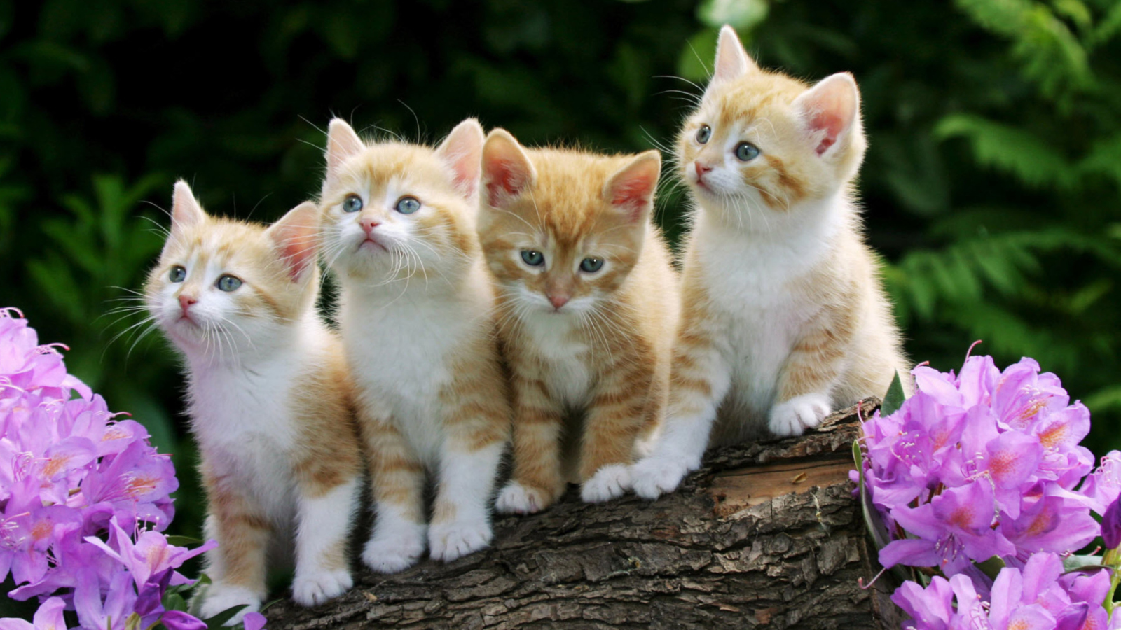 Sfondi Curious Kittens 1600x900