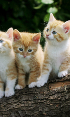 Fondo de pantalla Curious Kittens 240x400