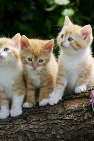 Curious Kittens wallpaper 320x480