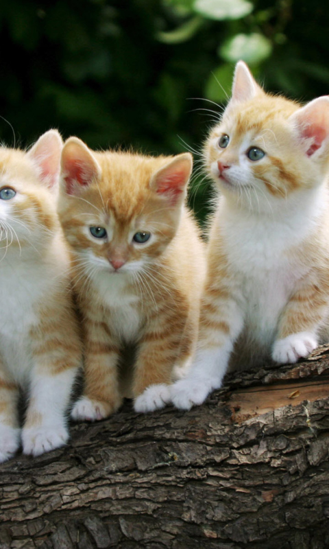 Fondo de pantalla Curious Kittens 480x800