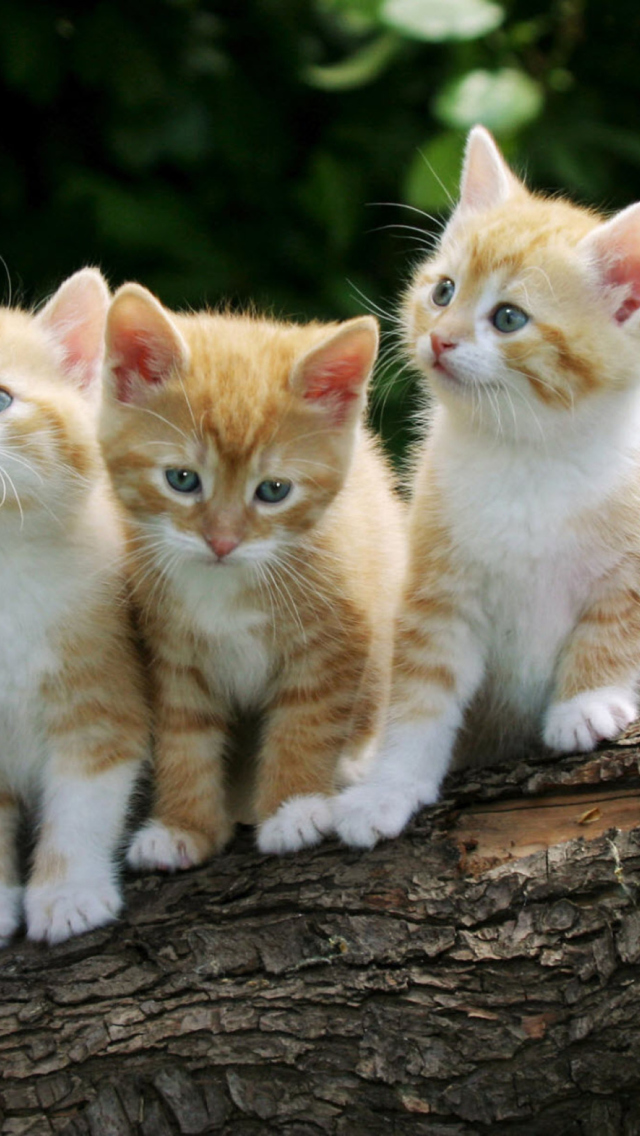 Fondo de pantalla Curious Kittens 640x1136