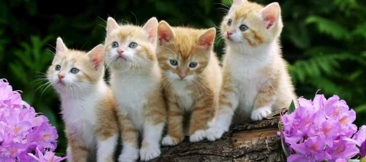 Fondo de pantalla Curious Kittens 720x320