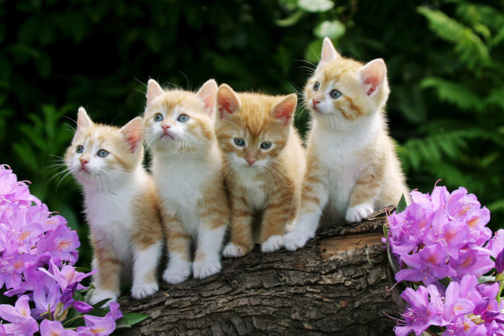 Sfondi Curious Kittens