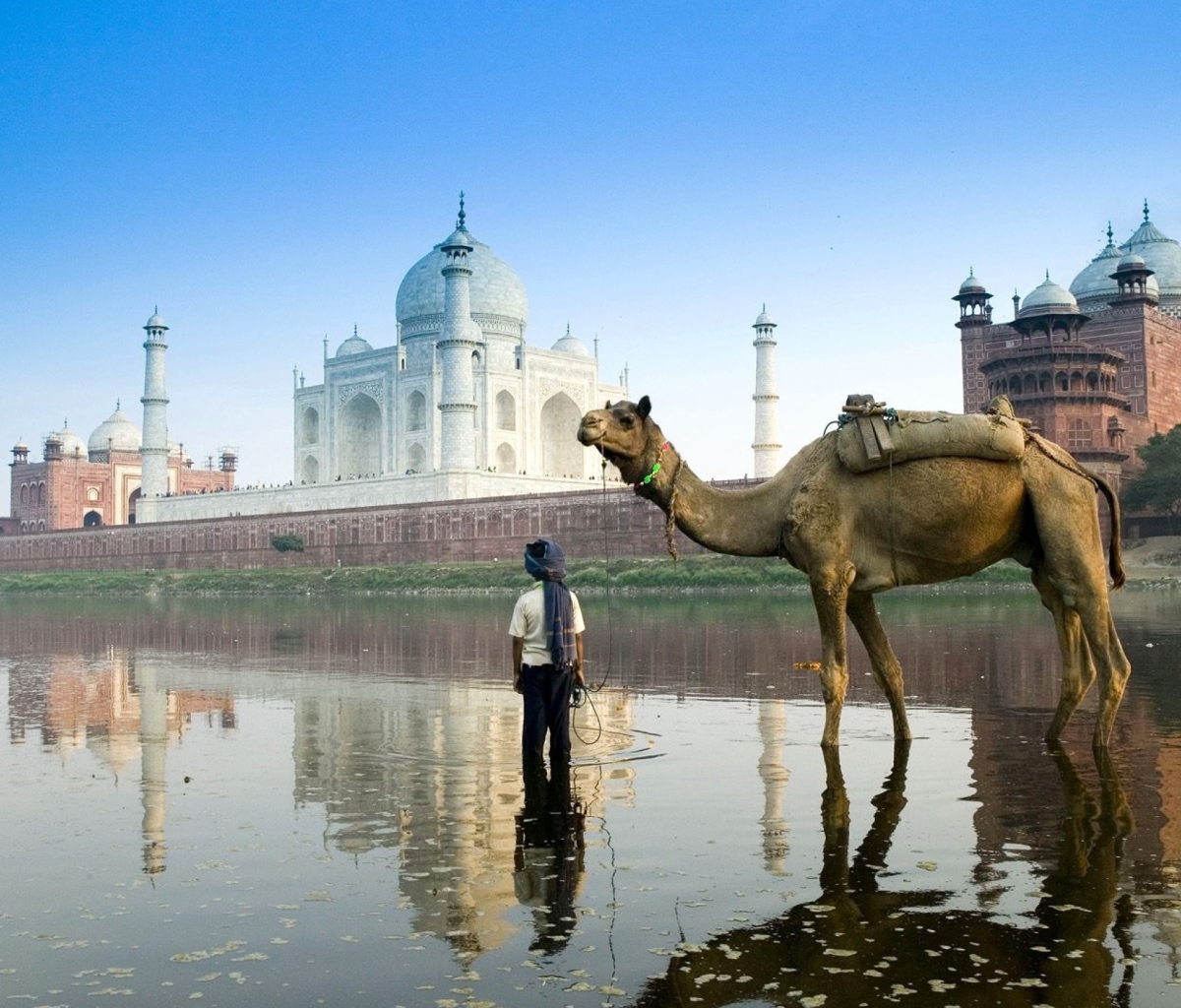 Обои Camel Near Taj Mahal 1200x1024