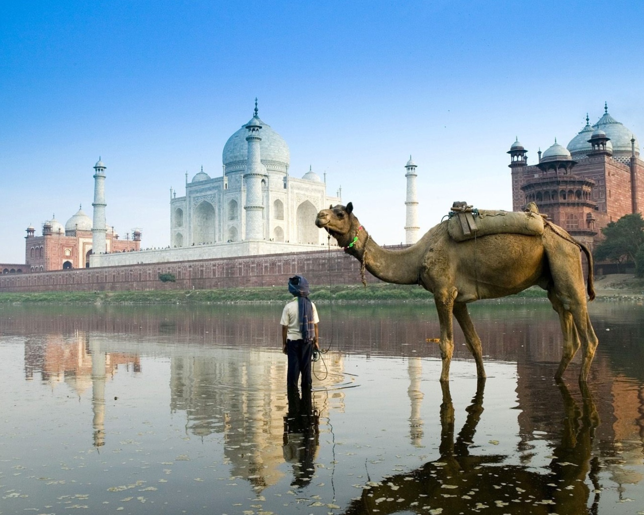 Sfondi Camel Near Taj Mahal 1280x1024