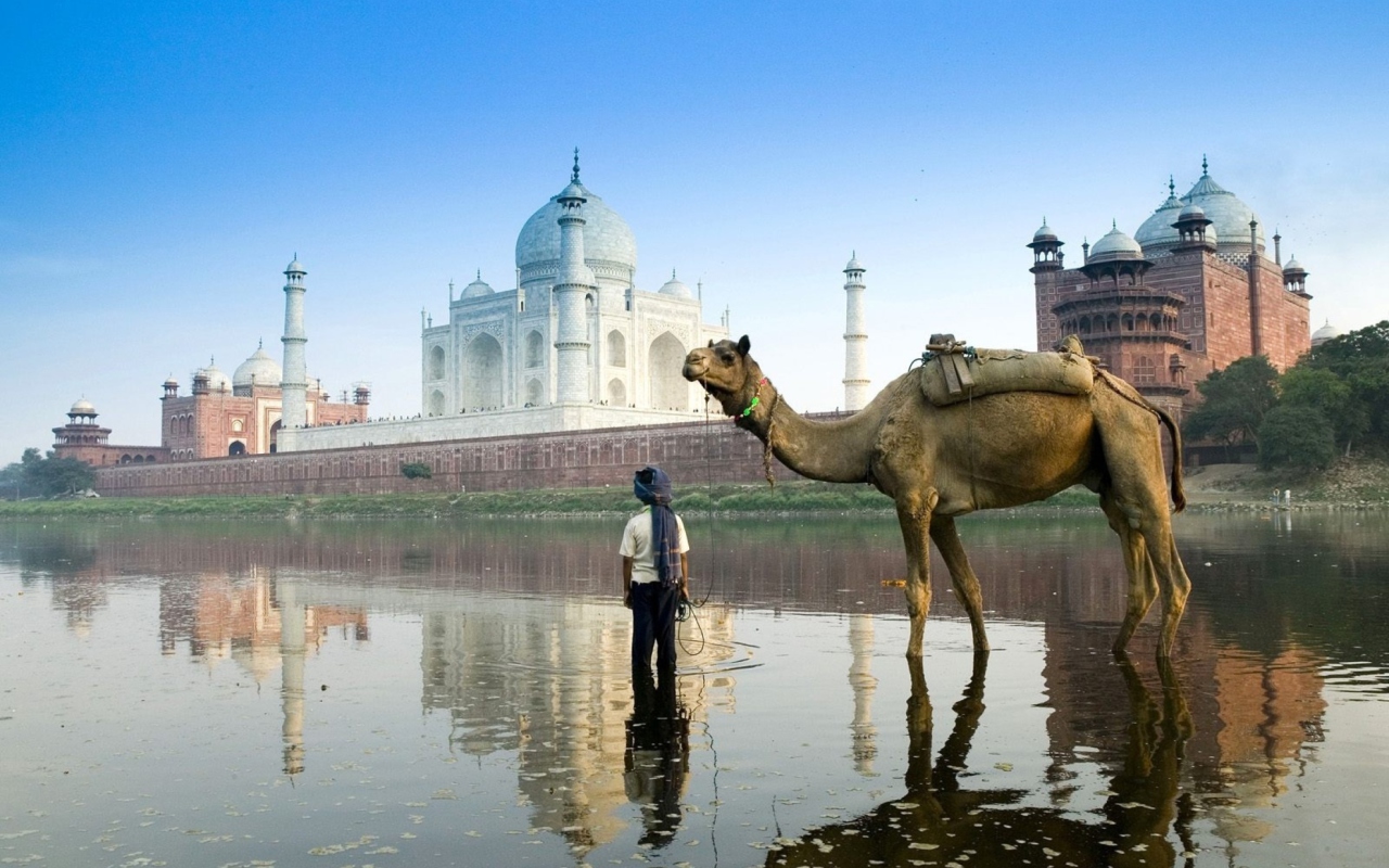 Обои Camel Near Taj Mahal 1280x800