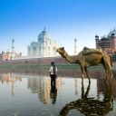 Das Camel Near Taj Mahal Wallpaper 128x128