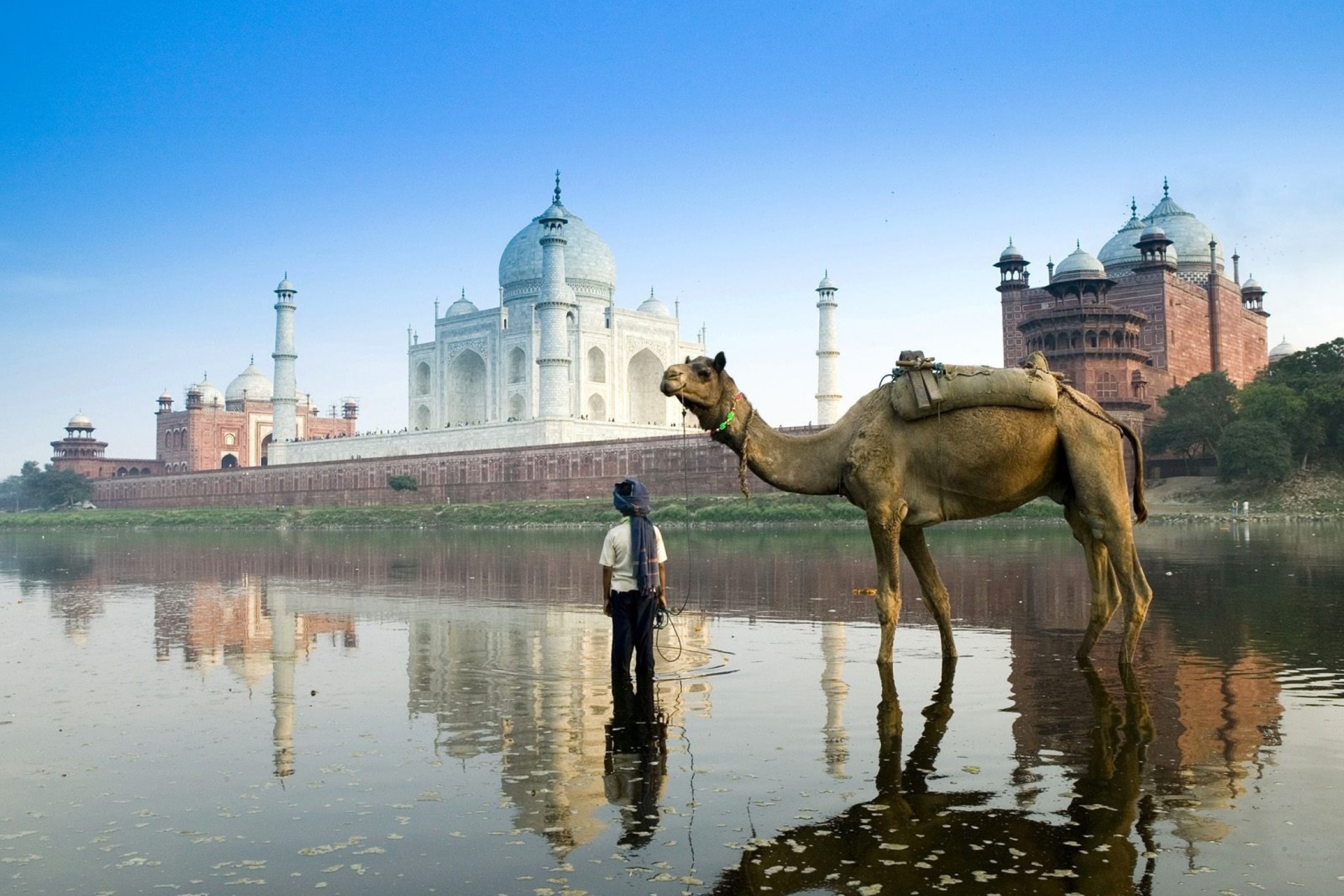 Camel Near Taj Mahal wallpaper 2880x1920