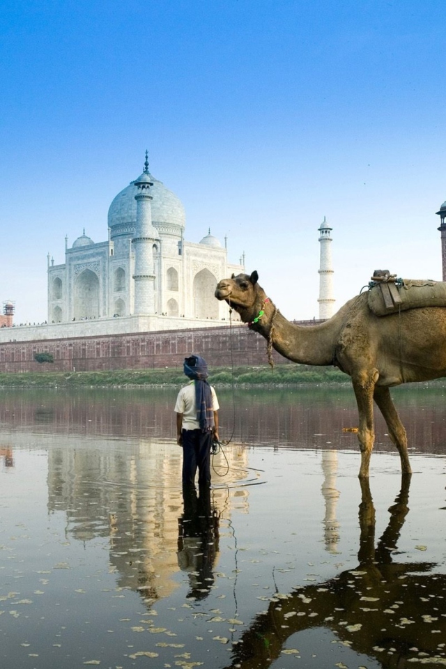 Обои Camel Near Taj Mahal 640x960