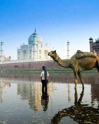 Kostenloses Camel Near Taj Mahal Wallpaper für 240x320