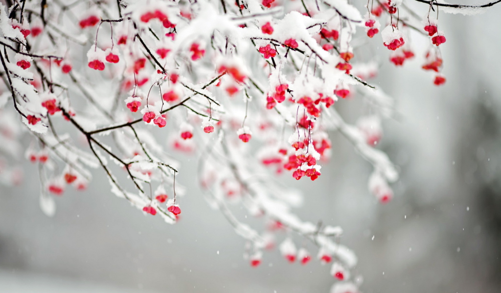 Tree Branches Covered With Snow wallpaper 1024x600
