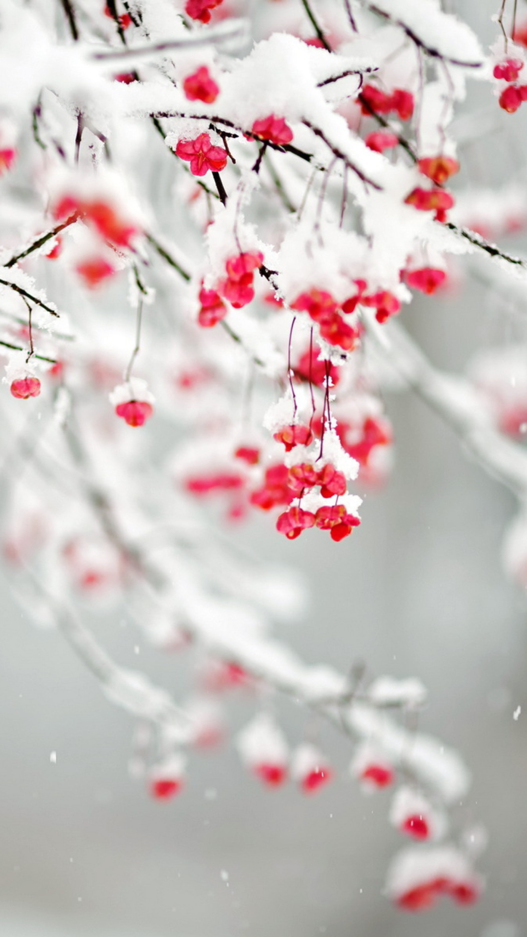 Sfondi Tree Branches Covered With Snow 1080x1920