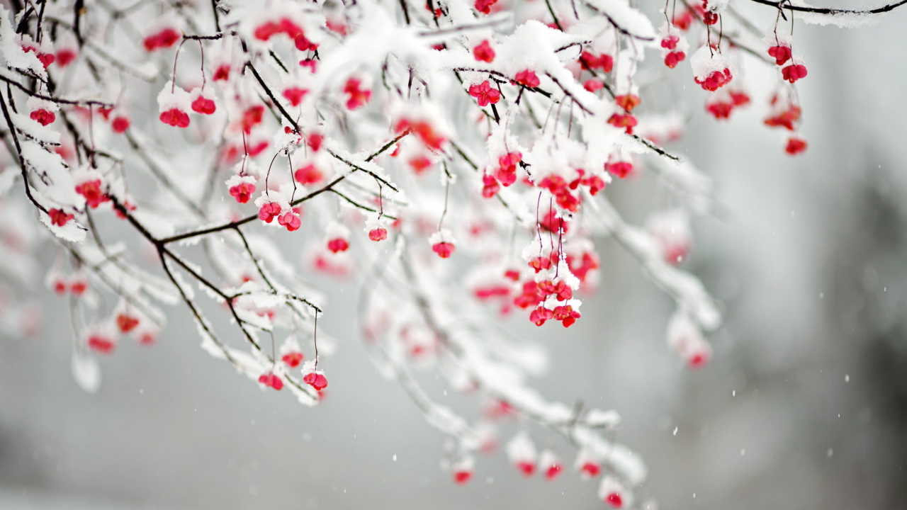 Tree Branches Covered With Snow screenshot #1 1280x720