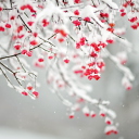 Tree Branches Covered With Snow wallpaper 128x128