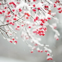 Обои Tree Branches Covered With Snow 128x128