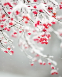 Das Tree Branches Covered With Snow Wallpaper 128x160