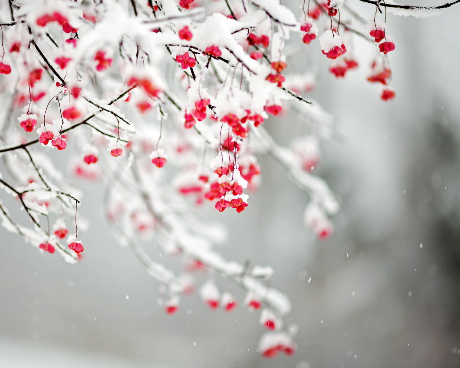 Das Tree Branches Covered With Snow Wallpaper 1600x1280