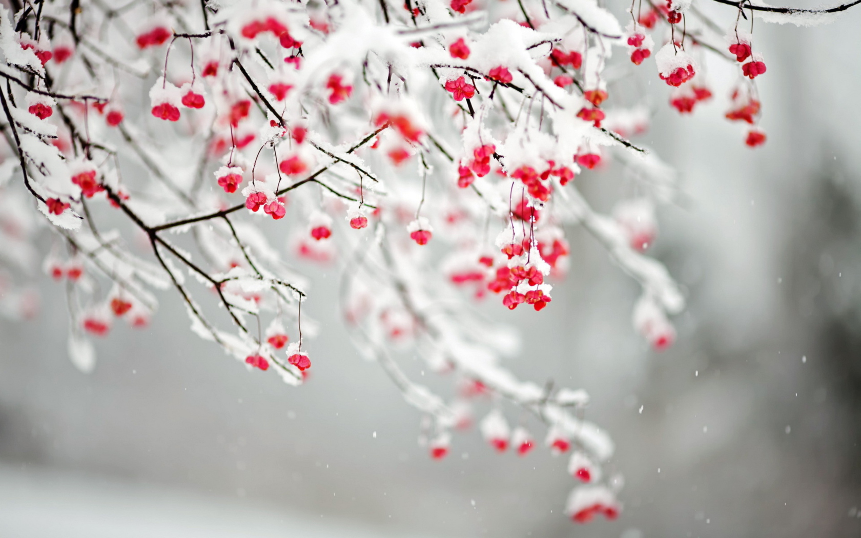 Обои Tree Branches Covered With Snow 1680x1050