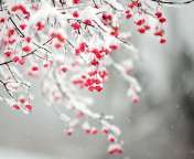 Tree Branches Covered With Snow wallpaper 176x144
