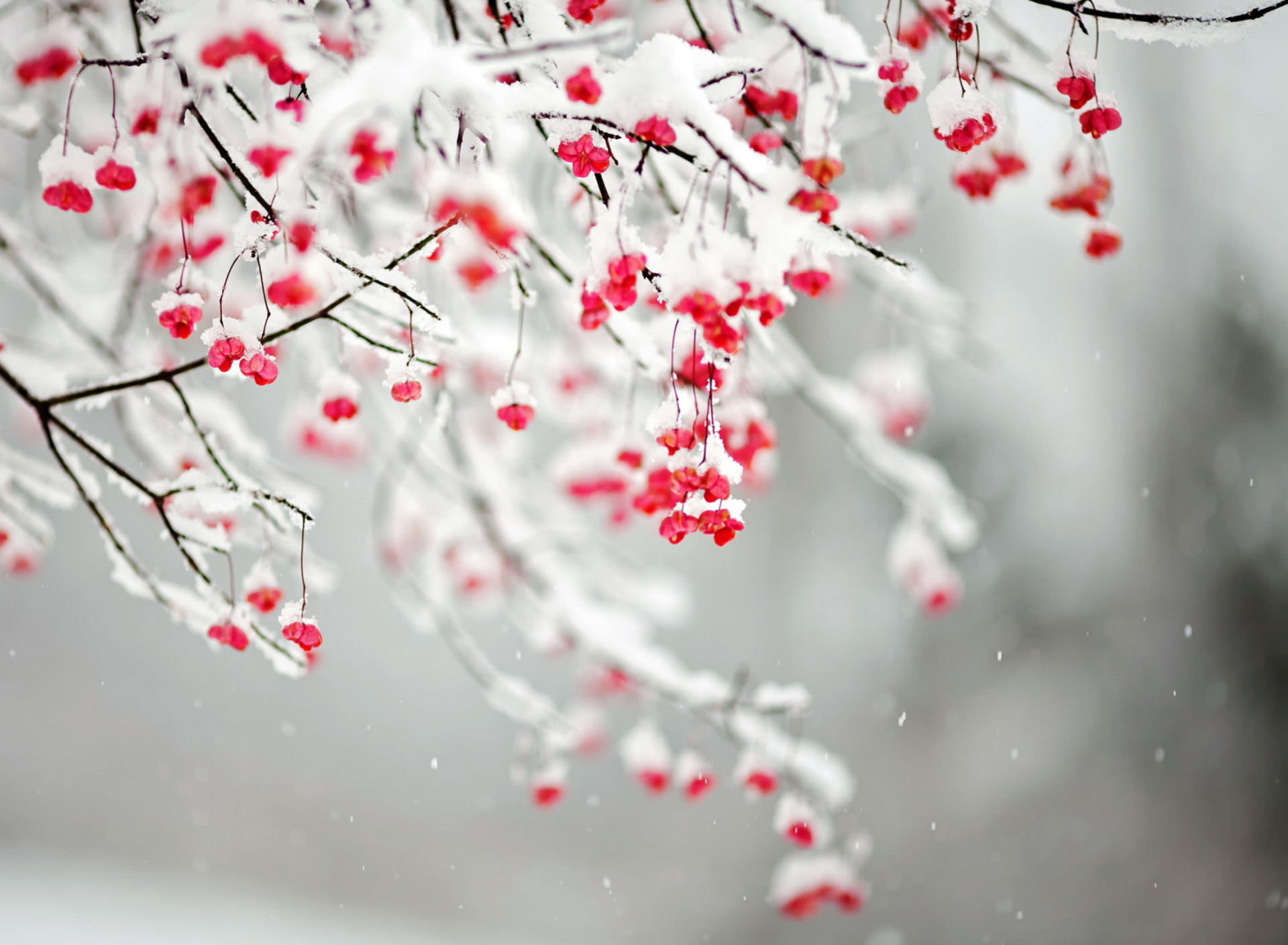 Das Tree Branches Covered With Snow Wallpaper 1920x1408