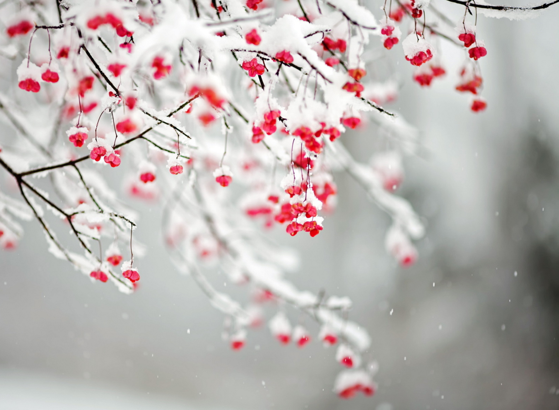 Обои Tree Branches Covered With Snow 1920x1408