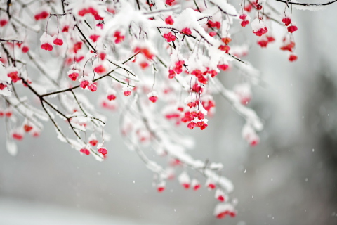 Das Tree Branches Covered With Snow Wallpaper 480x320