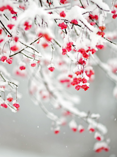 Das Tree Branches Covered With Snow Wallpaper 480x640