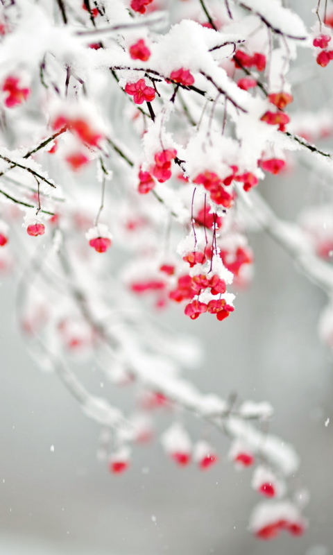 Das Tree Branches Covered With Snow Wallpaper 480x800