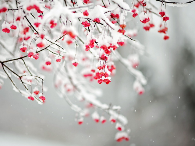 Das Tree Branches Covered With Snow Wallpaper 640x480
