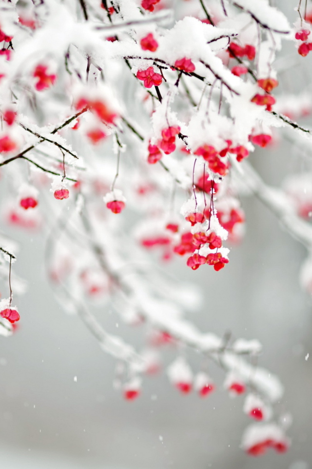 Das Tree Branches Covered With Snow Wallpaper 640x960