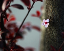 Pink Flower wallpaper 220x176