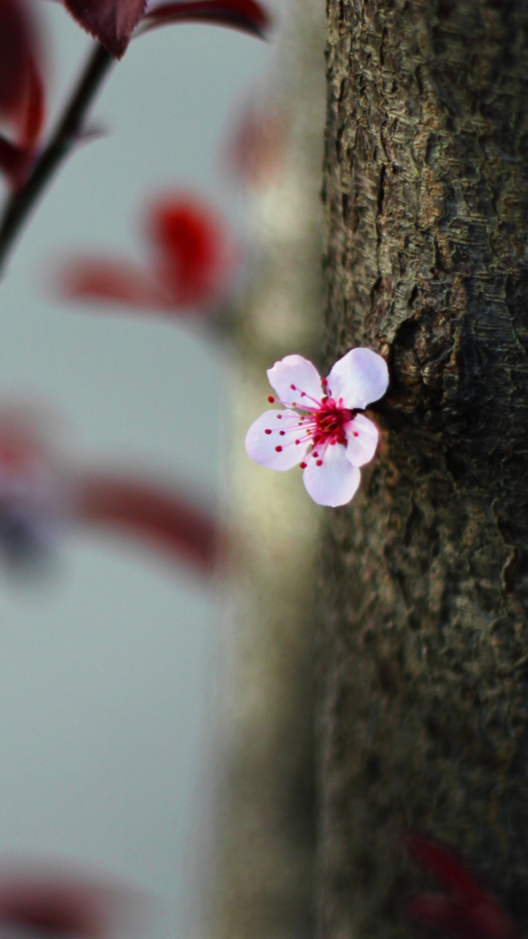 Das Pink Flower Wallpaper 750x1334