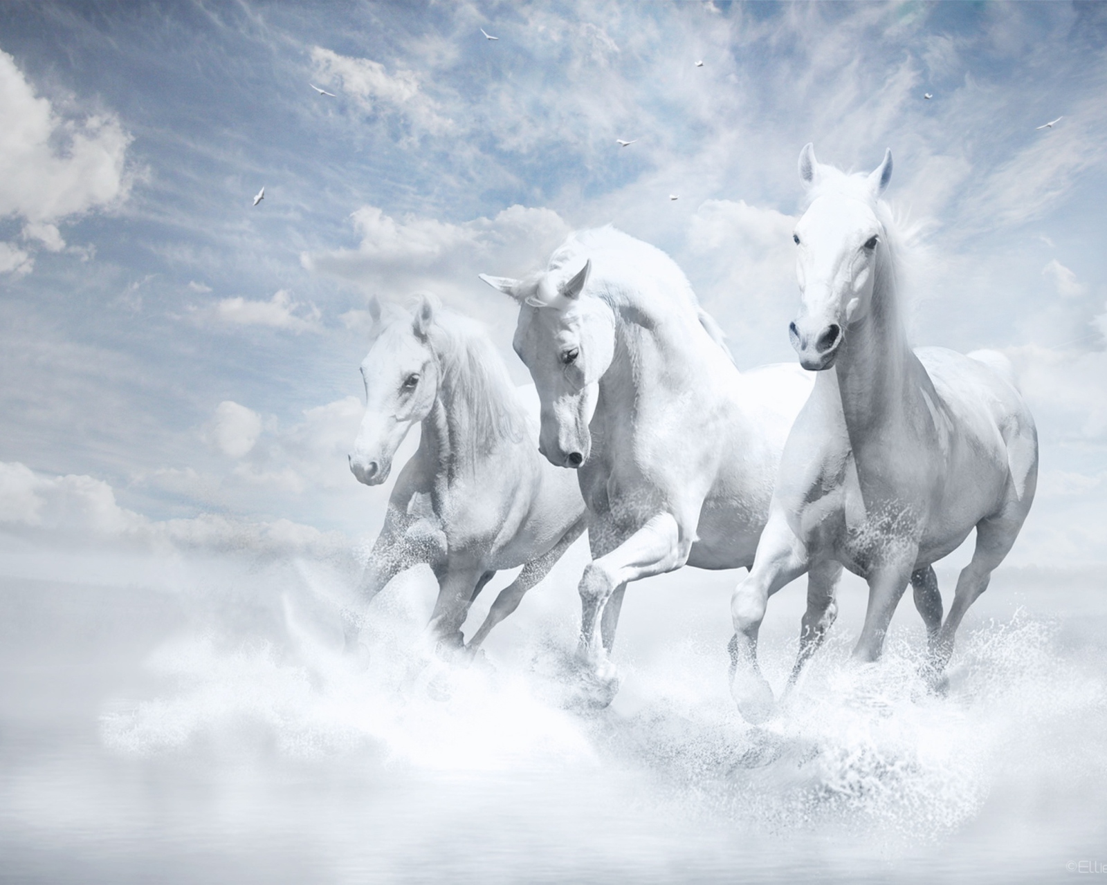 Das Sky Horses Wallpaper 1600x1280