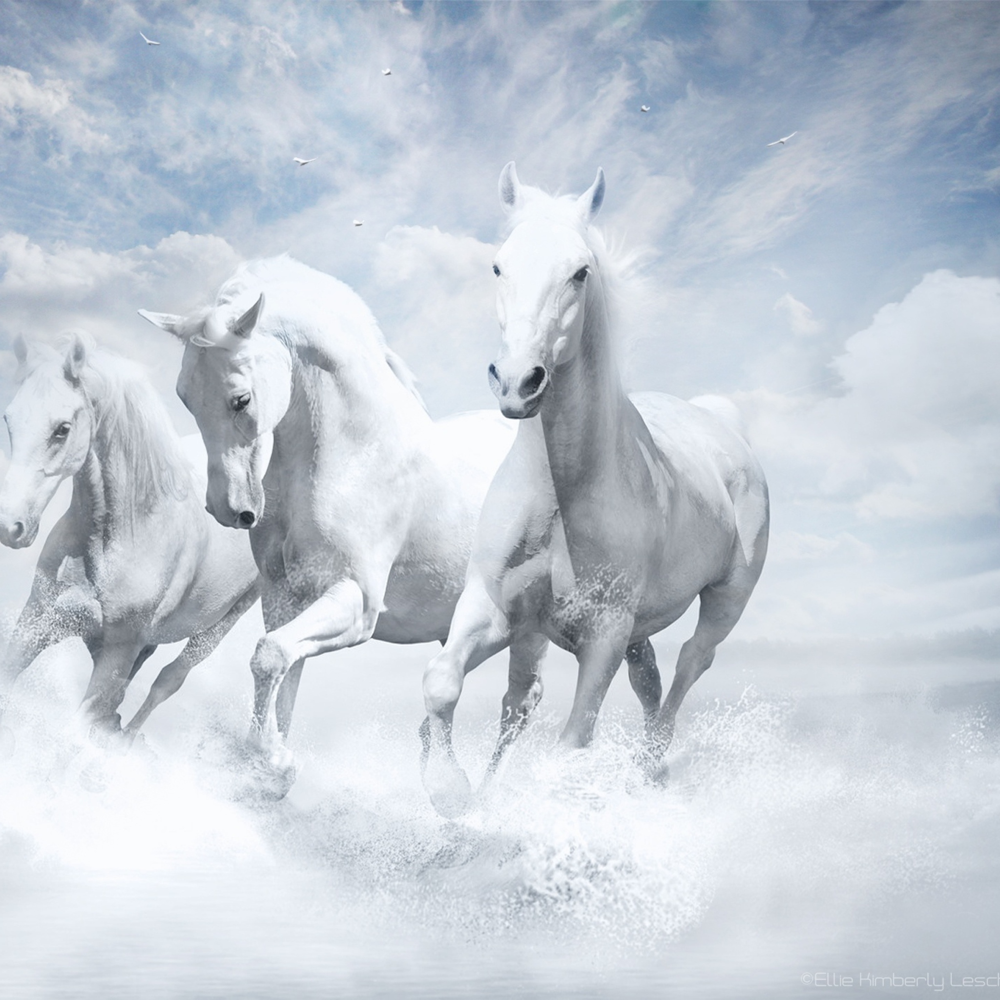 Sky Horses wallpaper 2048x2048