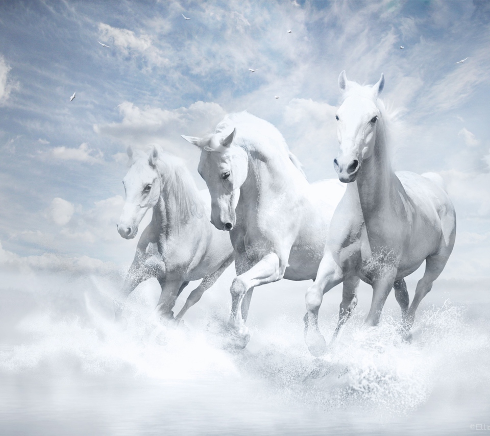 Das Sky Horses Wallpaper 960x854