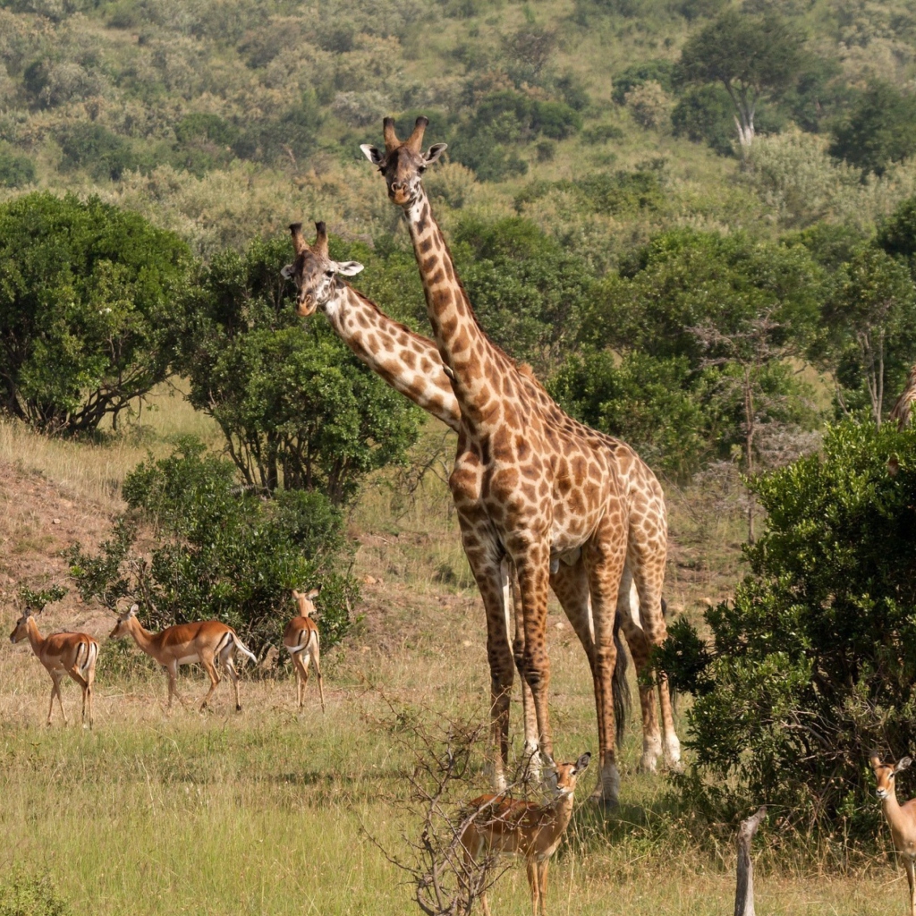 Das Giraffes At Safari Wallpaper 1024x1024