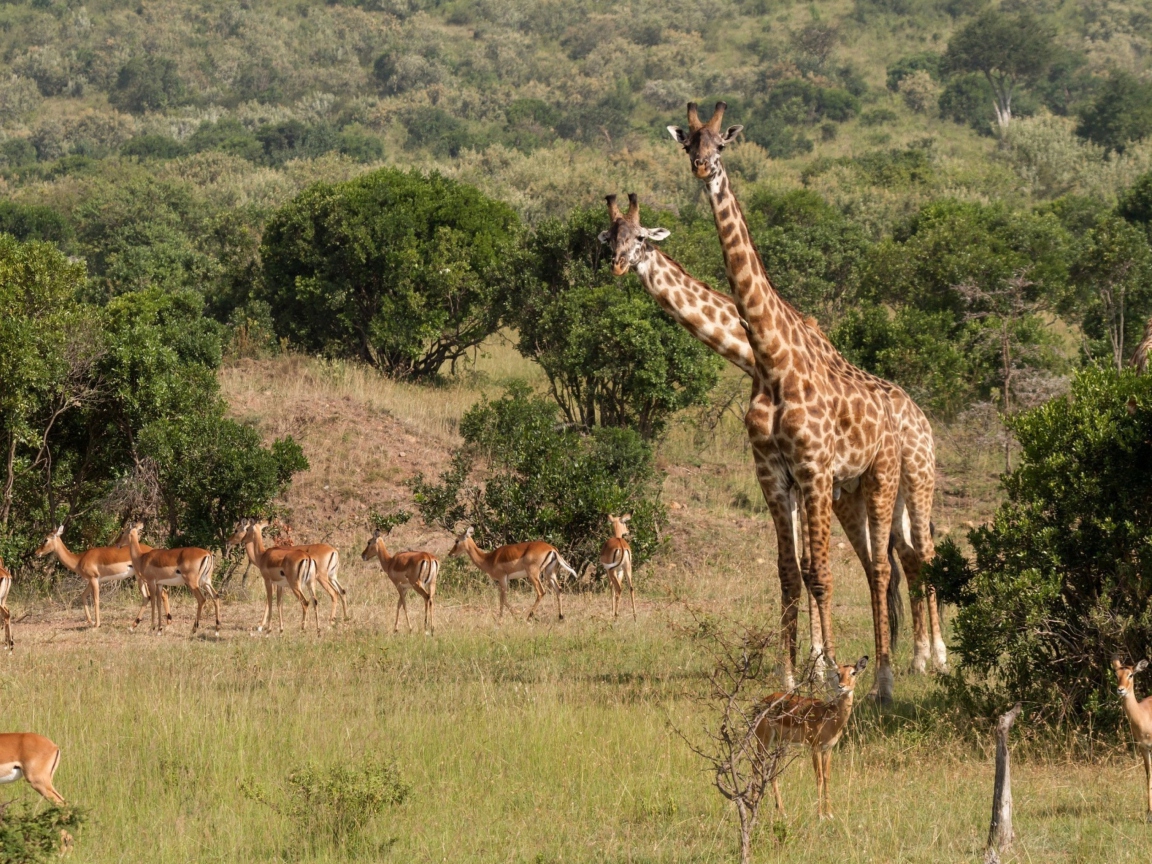 Обои Giraffes At Safari 1152x864