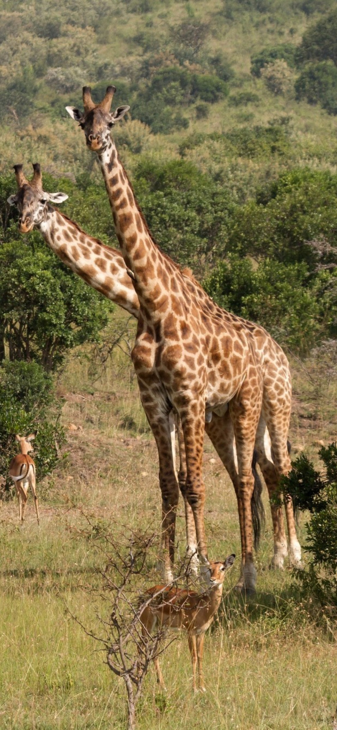 Giraffes At Safari wallpaper 1170x2532