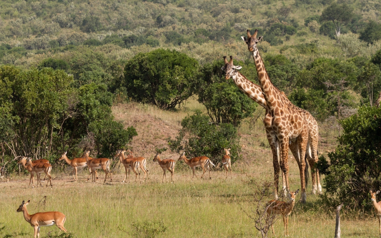 Screenshot №1 pro téma Giraffes At Safari 1280x800