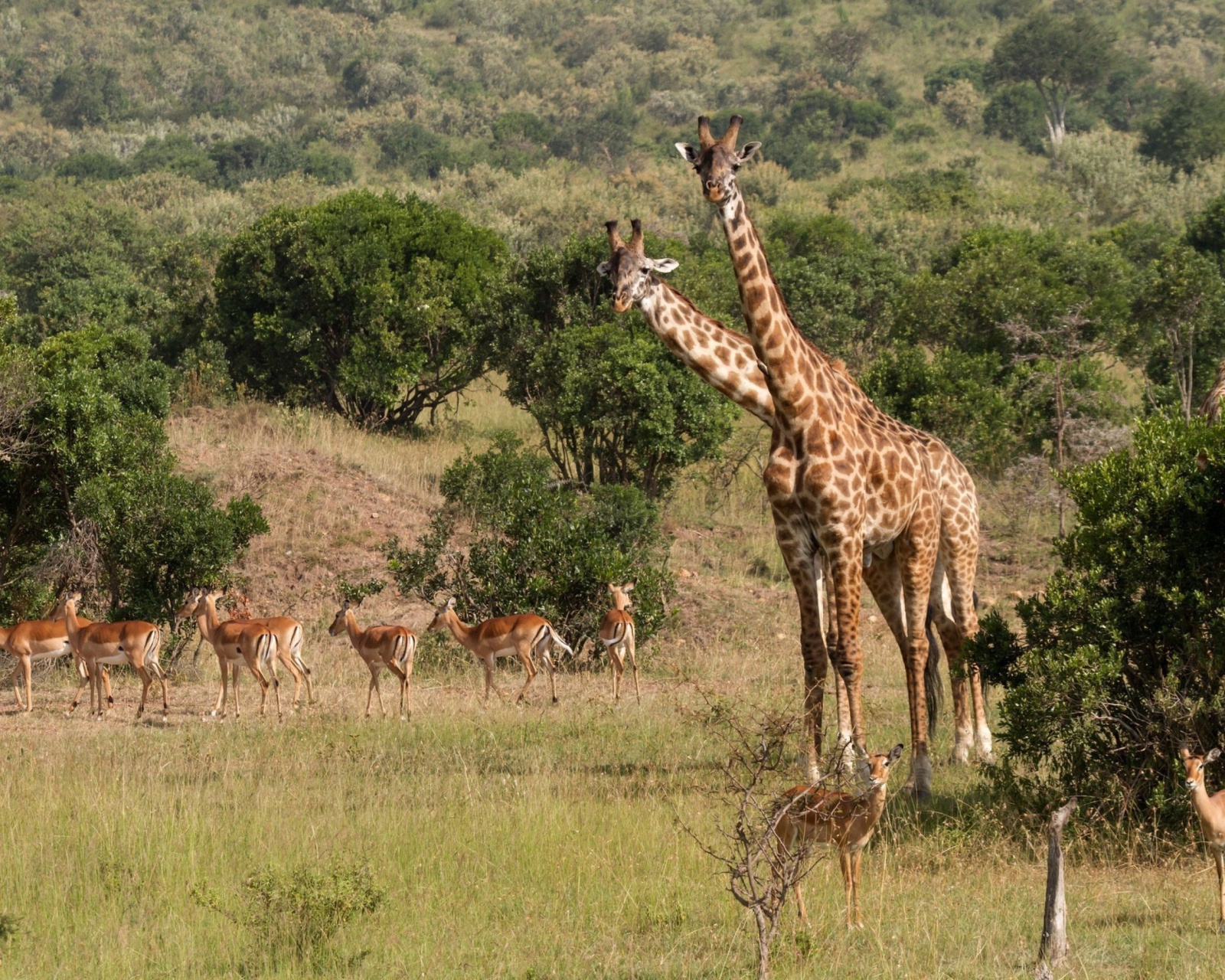 Sfondi Giraffes At Safari 1600x1280