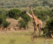 Sfondi Giraffes At Safari 176x144
