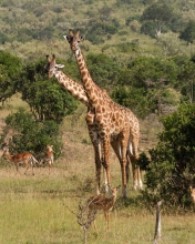 Sfondi Giraffes At Safari 176x220