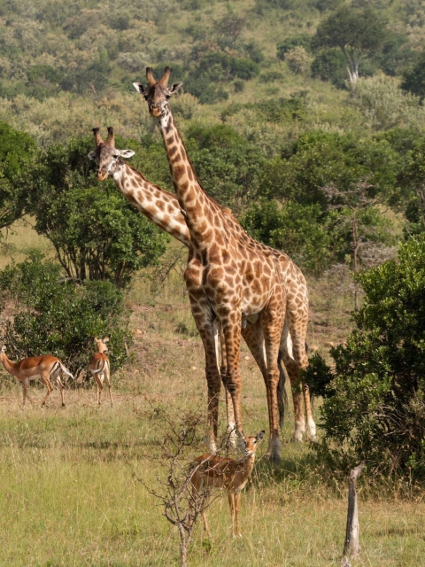 Fondo de pantalla Giraffes At Safari 480x640